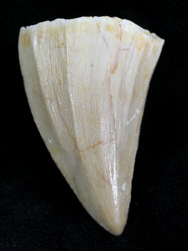 Fossil Mosasaurus Tooth #21472